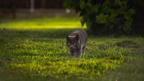 Обои трава, крадётся, кот, кошка, взгляд, серый, прогулка, куст, британский, лужайка, lawn, grass, sneaks, cat, look, grey, walk, bush, british разрешение 2560x1440 Загрузить