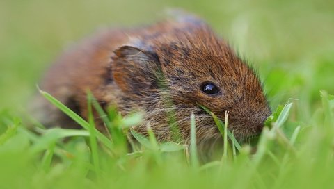 Обои трава, взгляд, мышь, мышка, мышонок, боке, грызун, полевка, полевая мышь, grass, look, mouse, bokeh, rodent, vole разрешение 3840x2160 Загрузить