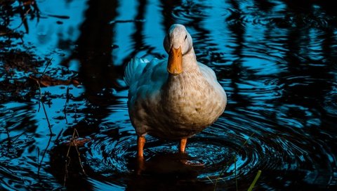 Обои вода, отражение, водоем, птица, утка, water, reflection, pond, bird, duck разрешение 2880x1620 Загрузить