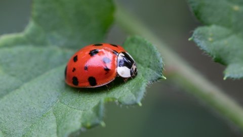 Обои жук, макро, фон, божья коровка, боке, beetle, macro, background, ladybug, bokeh разрешение 5851x3291 Загрузить