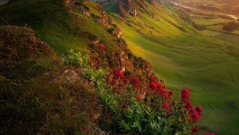 Обои цветы, горы, природа, пейзаж, новая зеландия, flowers, mountains, nature, landscape, new zealand разрешение 2048x2048 Загрузить