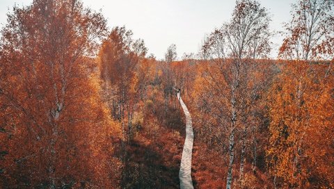 Обои парк, дорожка, осень, park, track, autumn разрешение 3840x2160 Загрузить