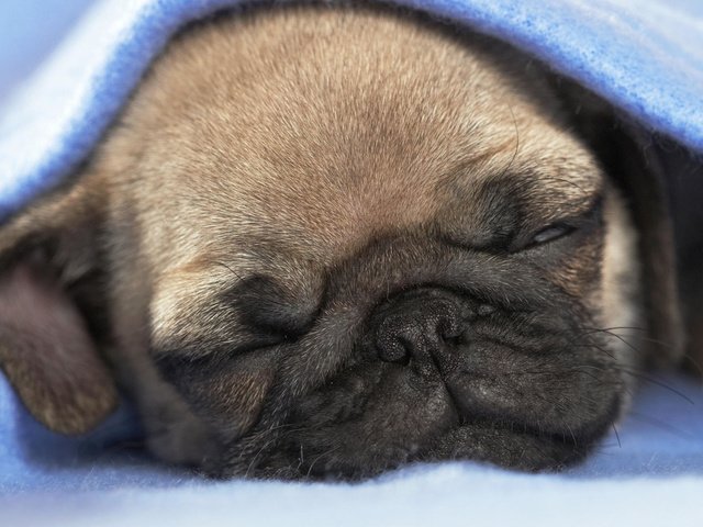 Обои сон, щенок, одеяло, собока, sleep, puppy, blanket, soboka разрешение 1920x1080 Загрузить