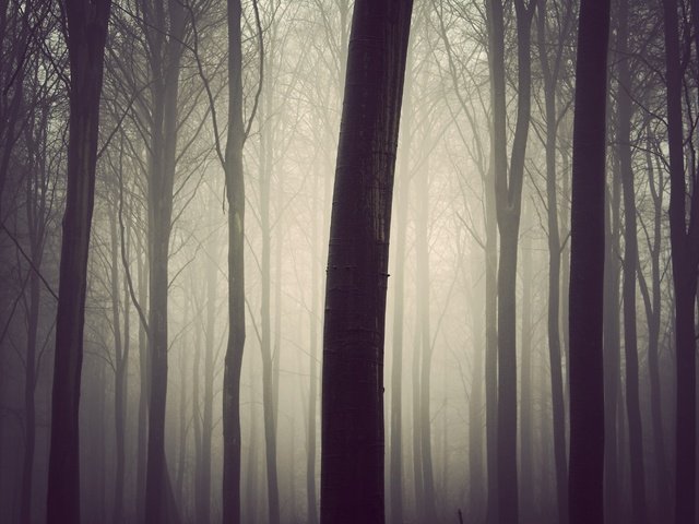 Обои деревья, дерево, лес, туман, стволы, lдерево, trees, tree, forest, fog, trunks разрешение 3000x2000 Загрузить