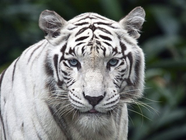 Обои тигр, взгляд, белый, хищник, большая кошка, белый тигр, tiger, look, white, predator, big cat, white tiger разрешение 2560x1600 Загрузить