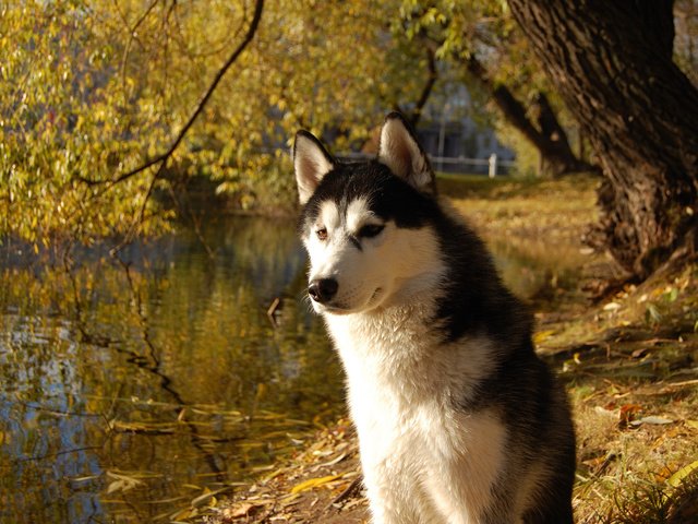 Обои собака, хаски, друг, сибирский хаски, dog, husky, each, siberian husky разрешение 3008x2000 Загрузить