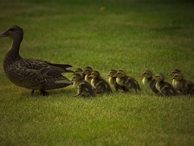 Обои трава, животные, утки, животно е, grass, animals, duck разрешение 1920x1200 Загрузить