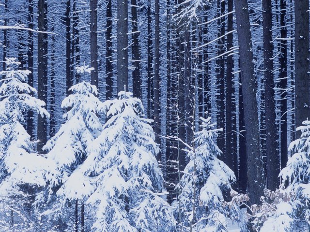 Обои снег, новый год, лес, зима, snow, new year, forest, winter разрешение 1920x1080 Загрузить