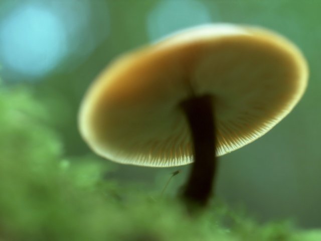 Обои зелёный, гриб, green, mushroom разрешение 1920x1440 Загрузить