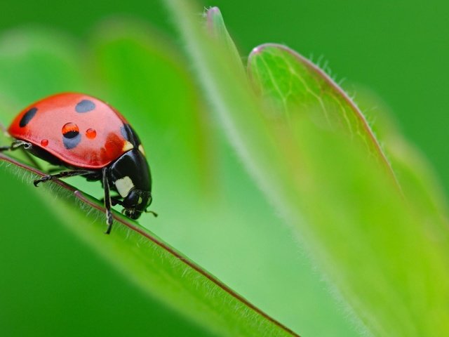 Обои зелёный, жук, макро, насекомое, божья коровка, несекомые, green, beetle, macro, insect, ladybug, nasekomye разрешение 1920x1200 Загрузить