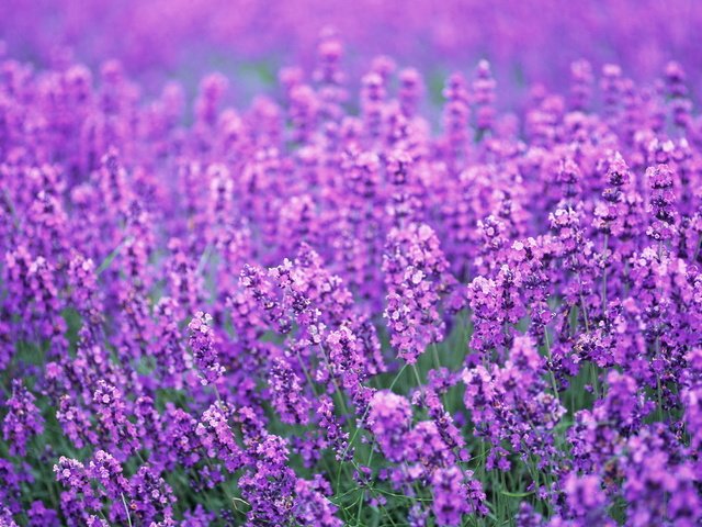 Обои цветы, поле, лаванда, лето, весна, лиловый, flowers, field, lavender, summer, spring, purple разрешение 1920x1363 Загрузить