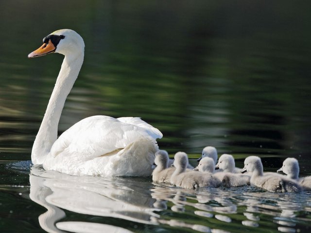 Обои пруд, мама, семь, лебеди, детишек, pond, mom, seven, swans, kids разрешение 1920x1080 Загрузить