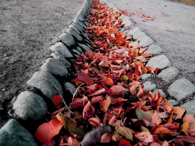 Обои листья, осень, колея, leaves, autumn, track разрешение 3069x2109 Загрузить