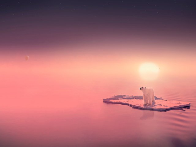 Обои вода, солнце, медведь, льдина, water, the sun, bear, floe разрешение 1920x1200 Загрузить