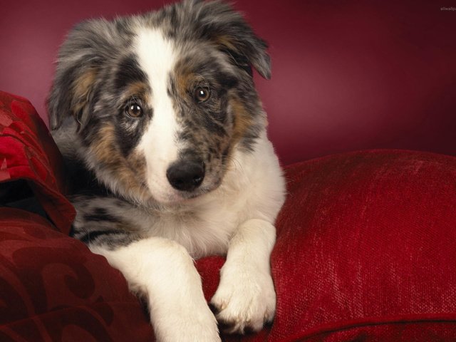 Обои собака, щенок, австралийская овчарка, dog, puppy, australian shepherd разрешение 1920x1200 Загрузить