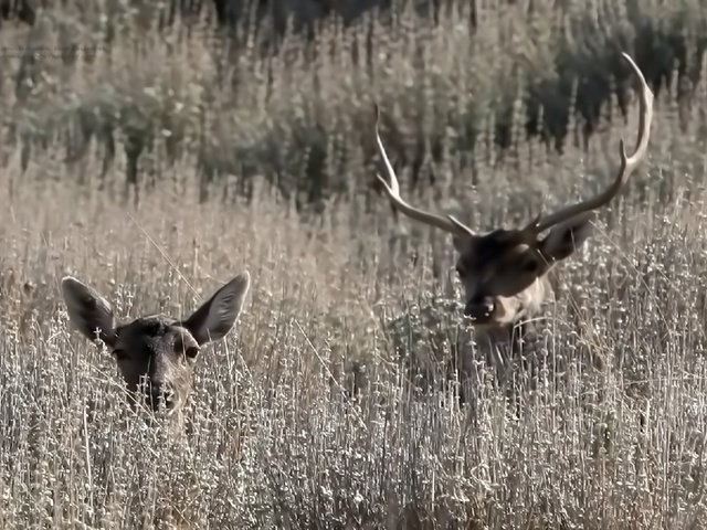 Обои трава, природа, рога, олени, grass, nature, horns, deer разрешение 1920x1200 Загрузить