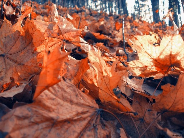 Обои природа, лес, листья, листва, осень, клен, сухая, nature, forest, leaves, foliage, autumn, maple, dry разрешение 1920x1440 Загрузить