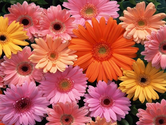 Обои цветы, разноцветные, герберы, flowers, colorful, gerbera разрешение 2560x1600 Загрузить