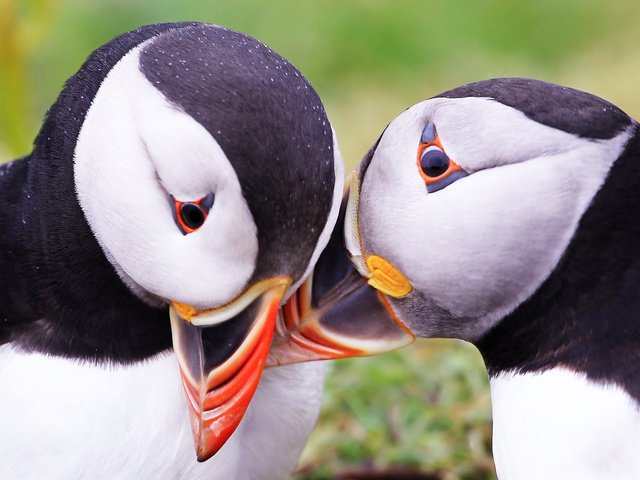 Обои природа, птицы, тупик, атлантический тупик, nature, birds, stalled, atlantic puffin разрешение 1920x1200 Загрузить