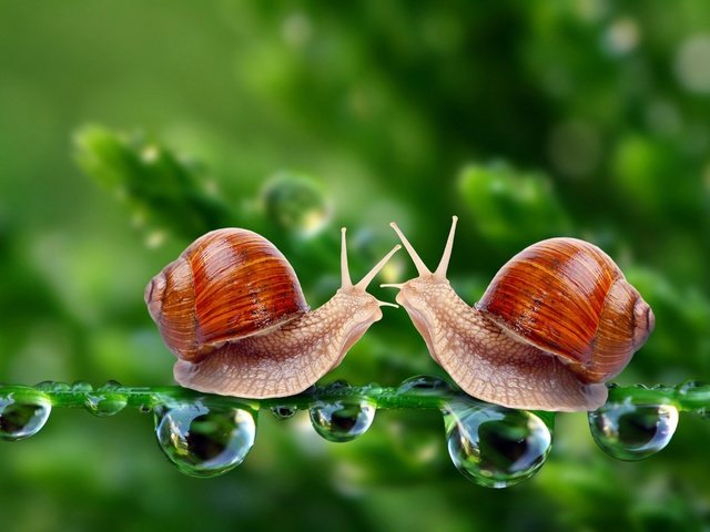 Обои зелень, макро, капли, улитки, встреча, травинка, greens, macro, drops, snails, meeting, a blade of grass разрешение 1920x1280 Загрузить