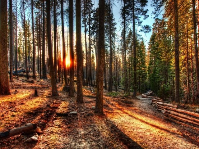 Обои деревья, лес, закат, дорожка, стволы, забор, солнечный свет, сосновый, trees, forest, sunset, track, trunks, the fence, sunlight, pine разрешение 1920x1200 Загрузить