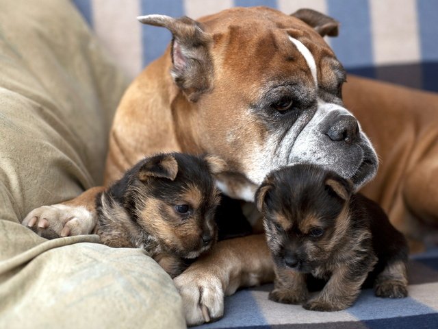 Обои собака, дом, щенки, семья, забота, диван, боксер, dog, house, puppies, family, care, sofa, boxer разрешение 2560x1600 Загрузить