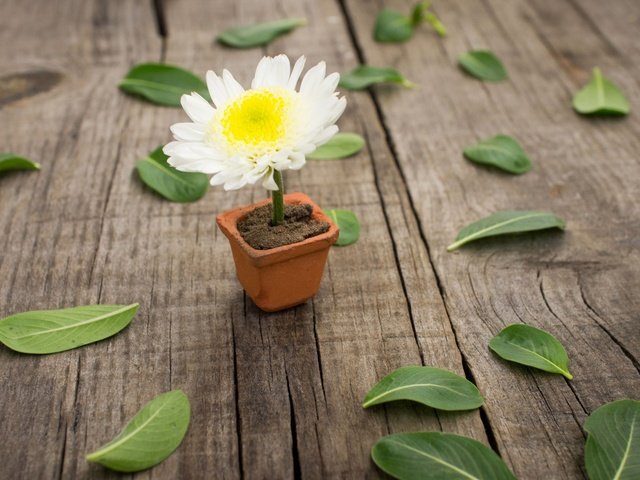 Обои листья, цветок, белый, ромашка, пол, горшочек, leaves, flower, white, daisy, floor, pot разрешение 2880x1800 Загрузить