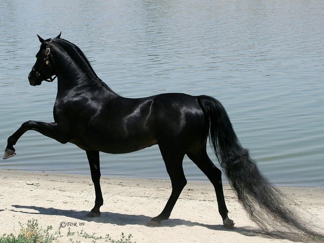 Обои лошадь, черный, конь, арабская порода, чистокровый жеребец, horse, black, the arabian breed, cystography stallion разрешение 1920x1200 Загрузить