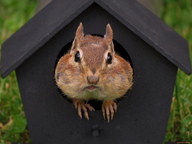 Обои домик, мордашка, зверек, скворечник, бурундук, грызун, house, face, animal, birdhouse, chipmunk, rodent разрешение 1920x1440 Загрузить