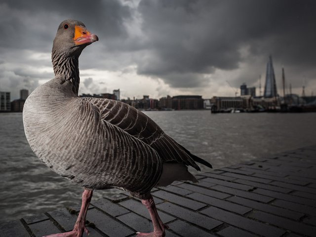 Обои лондон, темза, серый, прогулка, гусь, london, thames, grey, walk, goose разрешение 1920x1200 Загрузить