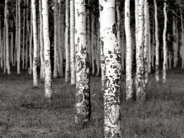 Обои трава, деревья, лес, березы, чёрно-белое, роща, grass, trees, forest, birch, black and white, grove разрешение 2560x1600 Загрузить