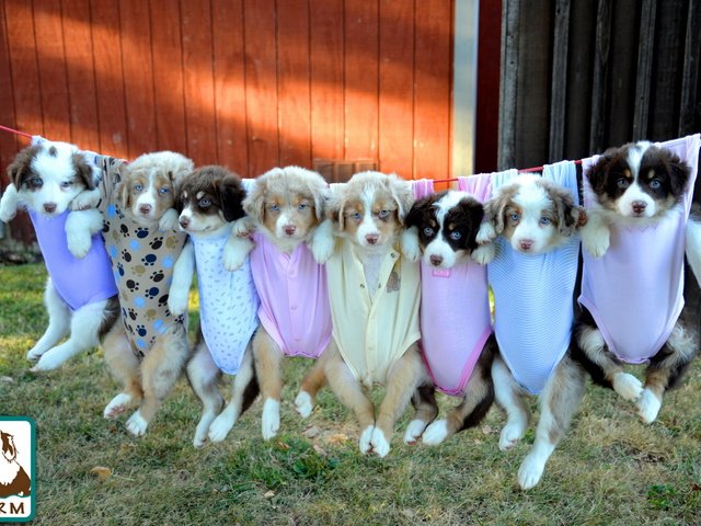 Обои щенки, собаки, милые, puppies, dogs, cute разрешение 2560x1600 Загрузить