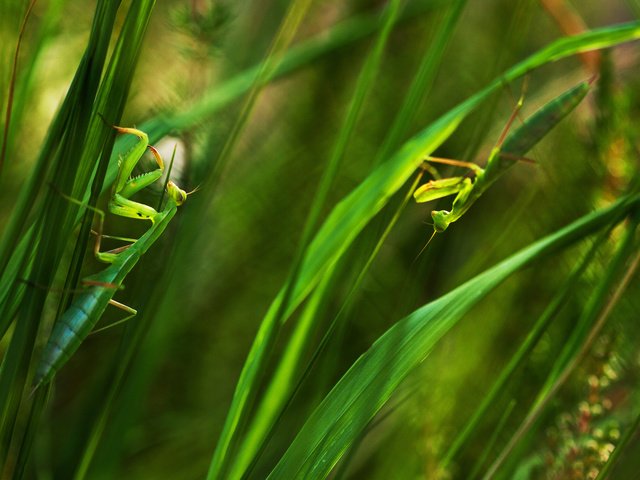 Обои трава, листья, насекомые, зеленые, богомол, богомолы, grass, leaves, insects, green, mantis, praying mantises разрешение 2048x1409 Загрузить