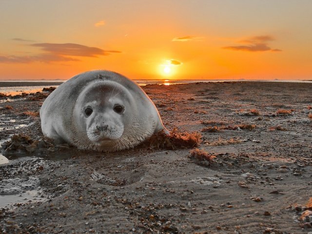 Обои закат, море, тюлень, grey seal, печать. закат, sunset, sea, seal, seal. sunset разрешение 2048x1192 Загрузить