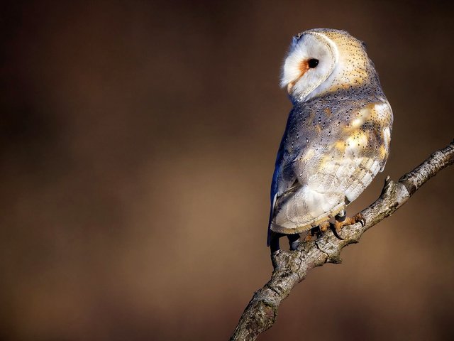 Обои сова, ветка, природа, взгляд, птица, сипуха, owl, branch, nature, look, bird, the barn owl разрешение 1920x1200 Загрузить