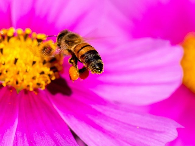 Обои макро, насекомое, цветок, лепестки, пчела, яркий, космея, pink yellow bee, danny perez photography, macro, insect, flower, petals, bee, bright, kosmeya разрешение 2048x1366 Загрузить