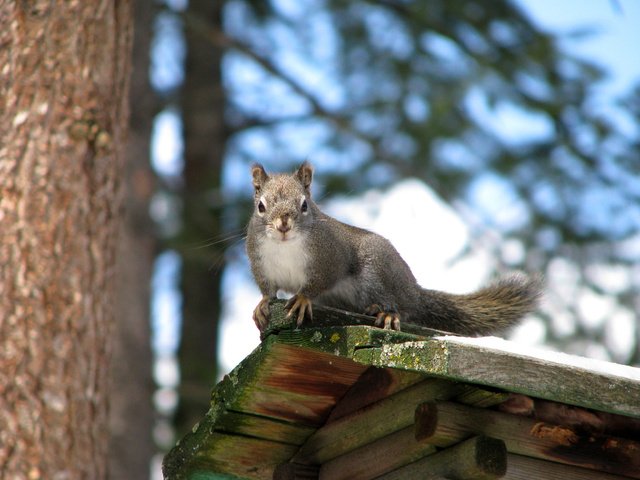 Обои дерево, лапы, белка, крыша, хвост, кормушка, tree, paws, protein, roof, tail, feeder разрешение 3264x2448 Загрузить