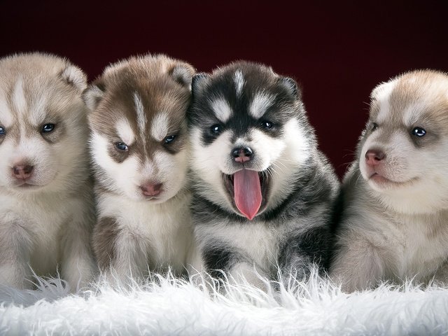 Обои хаски, щенки, собаки, husky, puppies, dogs разрешение 1920x1080 Загрузить