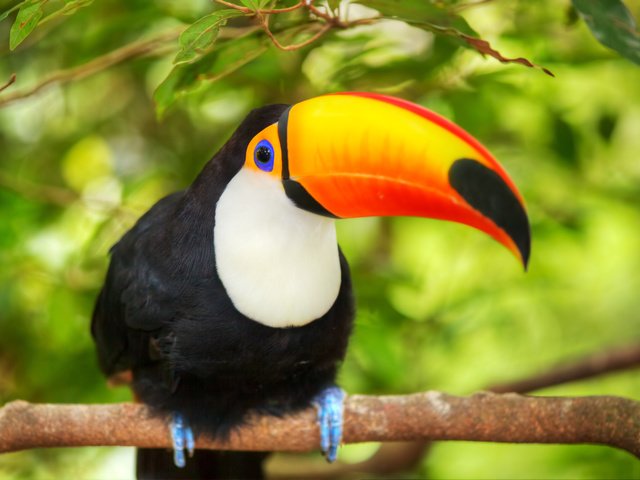 Обои ветка, птица, тукан, branch, bird, toucan разрешение 5634x3753 Загрузить