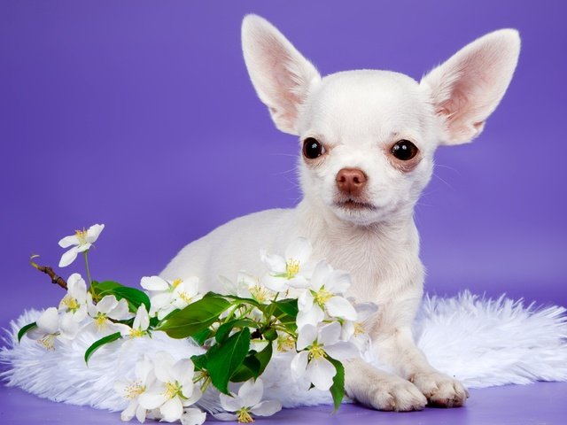 Обои цветы, щенок, милый, чихуахуа, flowers, puppy, cute, chihuahua разрешение 3000x2004 Загрузить