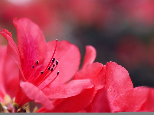 Обои цветы, макро, размытость, розовые, азалия, flowers, macro, blur, pink, azalea разрешение 1920x1300 Загрузить