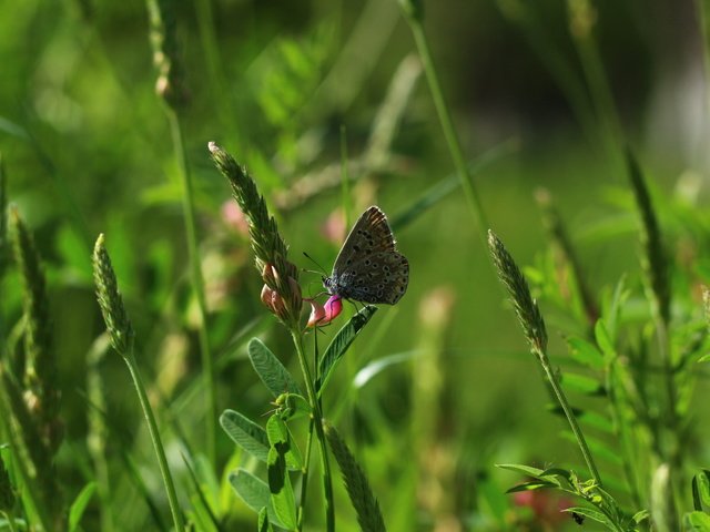 Обои цветы, трава, насекомое, бабочка, flowers, grass, insect, butterfly разрешение 1920x1280 Загрузить