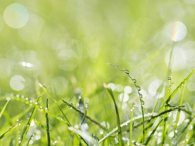 Обои трава, природа, макро, роса, капли, зеленая, капельки росы, grass, nature, macro, rosa, drops, green, drops of dew разрешение 3000x2000 Загрузить