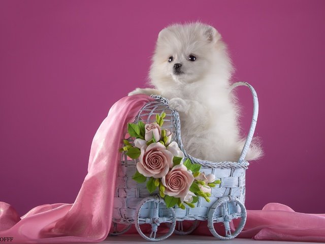 Обои цветы, белый, щенок, ткань, коляска, шпиц, flowers, white, puppy, fabric, stroller, spitz разрешение 3000x1967 Загрузить