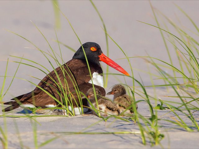 Обои трава, песок, птица, птенцы, кулик-сорока, grass, sand, bird, chicks, oystercatcher разрешение 3750x2329 Загрузить