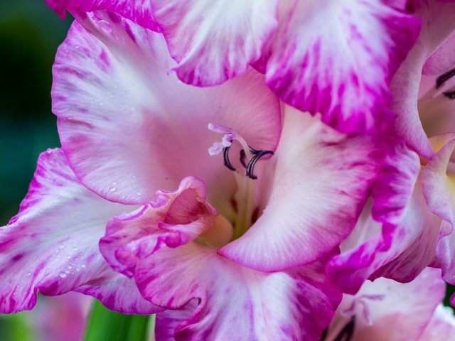 Обои цветы, макро, лепестки, гладиолус, flowers, macro, petals, gladiolus разрешение 4000x2670 Загрузить