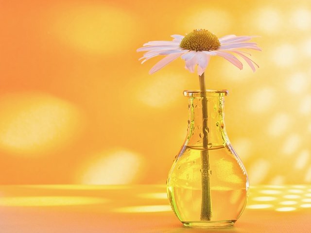 Обои фон, ромашка, бутылочка, вазочка, background, daisy, bottle, vase разрешение 2560x1696 Загрузить