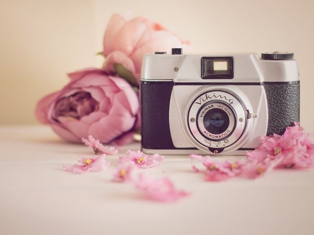 Обои цветы, камера, viking, flowers, camera разрешение 2024x1349 Загрузить