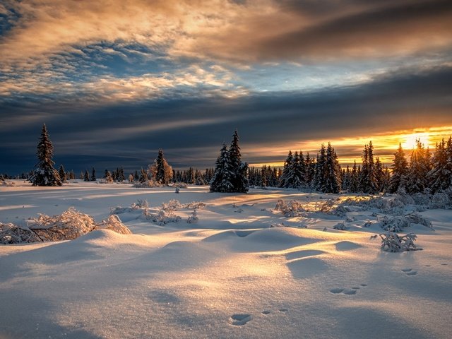 Обои снег, лес, закат, зима, норвегия, норвегии, лиллехаммер, snow, forest, sunset, winter, norway, lillehammer разрешение 2000x1125 Загрузить