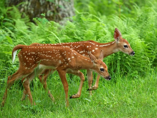 Обои трава, олень, животные, олени, папоротник, оленята, grass, deer, animals, fern, fawns разрешение 2048x1365 Загрузить